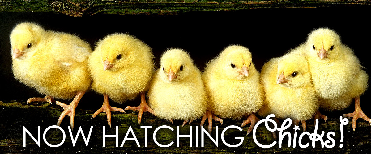 hatching chicks