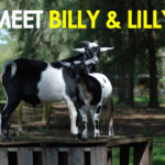 Billy & Lilly - Our Newest Goats!