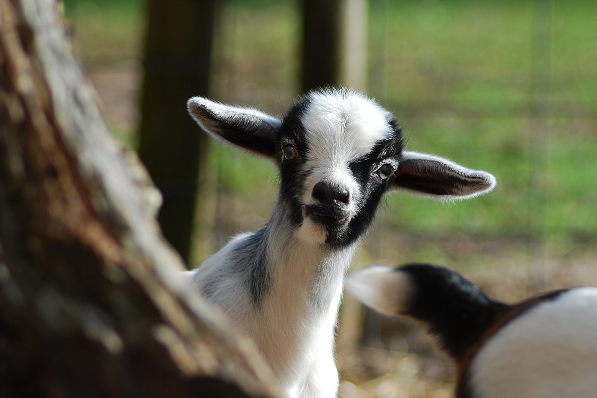 New-Goat-Kid