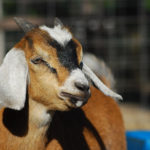Nubian Goat Buckling
