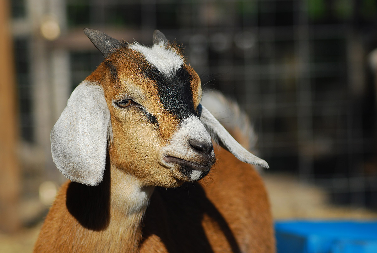 Nubian Goat Buckling